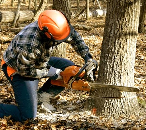 Tree Removal in Roundhill, KY